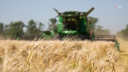 Ставропольские аграрии обработали более 95% зерновых площадей
