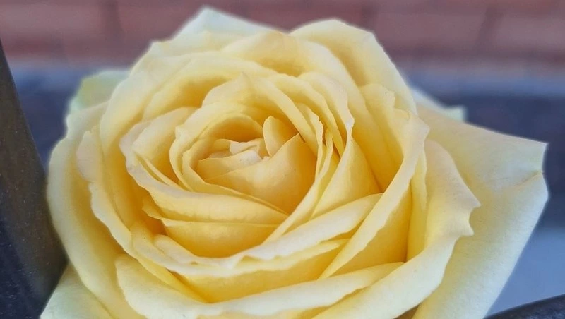 2 тыс. кустов роз высадили в старом Горпарке Невинномысска