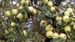 На Ставрополье заложили 3,5 тысячи гектаров яблоневых садов