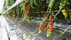 Площади ставропольских теплиц выросли на 100 га