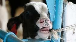 На Ставрополье разводят коров редкой породы благодаря господдержке