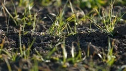 На полях Ставрополья взошли 92% озимых