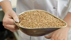 Со следующего года Ставрополье начнёт поставлять семена в Армению