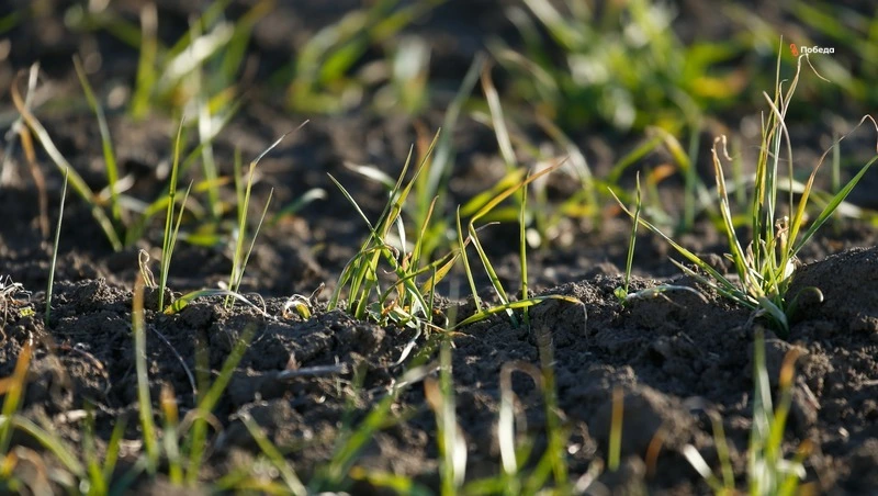 Мониторинг запасов влаги в почве проводят на Ставрополье
