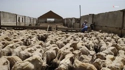 Свыше 63 млн. рублей получит Ставрополье на поддержку аграрных инвестпроектов