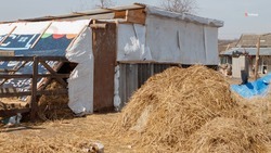 Животноводы Ставрополья заготавливают корма для перезимовки скота