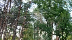 На Ставрополье завершили уходные работы в лесополосах
