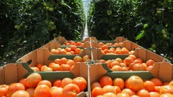 Свыше 114 тыс. тепличных овощей собрали на Ставрополье в прошлом году 