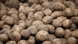На Ставрополье растёт объём отечественных сортов картофеля