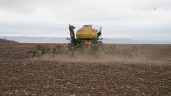 Под озимый рапс на Ставрополье предусмотрели более 102 тыс. га площадей
