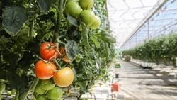 Ставропольские предприниматели оформили более трети займов на развитие сельского хозяйства