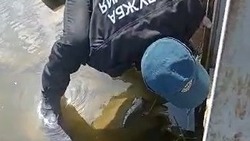 Невинномысские спасатели вытащили утят из водосбросной трубы