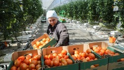 Производство тепличных овощей выросло на 12 процентов на Ставрополье