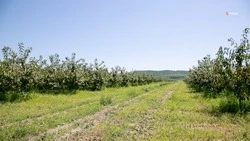 Ставропольские питомники способны производить до 6 млн саженцев — Владимиров