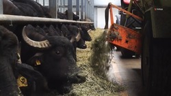 Ставропольский фермер рассказал о преимуществах разведения буйволов