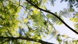 Невинномысские спасатели помогли спуститься застрявшим на дереве детям
