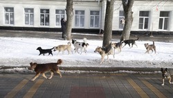 Штраф для безответственных хозяев животных предлагают ввести на Ставрополье
