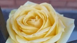 2 тыс. кустов роз высадили в старом Горпарке Невинномысска