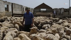 Гранты на развитие семейных ферм получили руководители пяти ставропольских хозяйств
