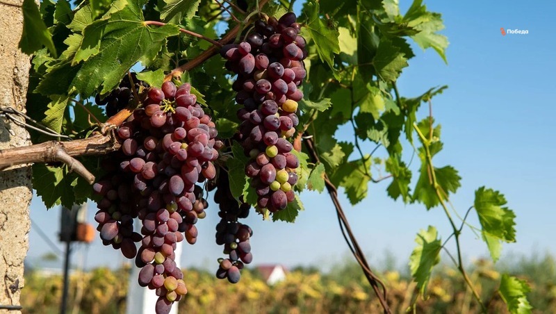 Получить личный урожай винограда могут все желающие в Изобильненском округе